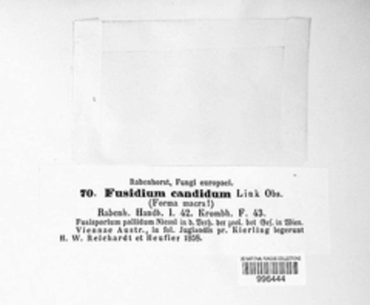 Cylindrocarpon candidum image